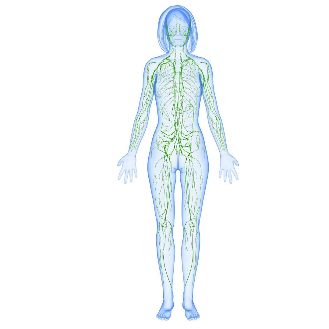 female lymphatic system illustration